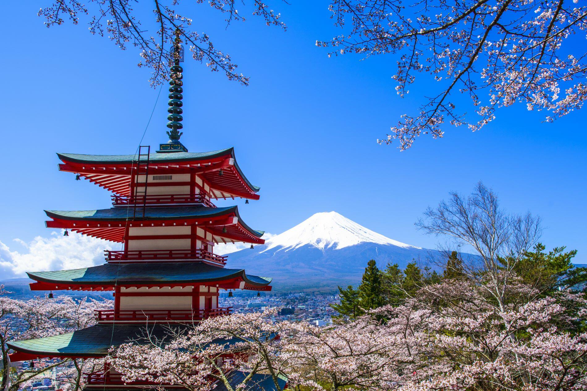 See Japan during cherry blossom season 
