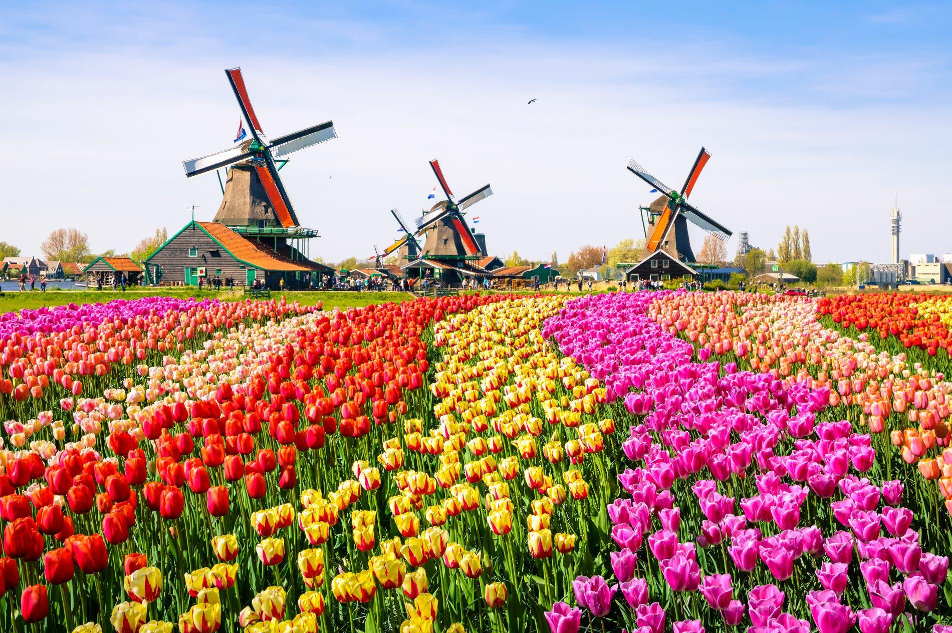 Scenic view of tulip fields and windmills at the 2025 Tulips Festival