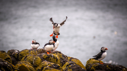 Puffin birds perched on rocky cliffs overlooking the ocean, showcasing their colourful beaks and distinctive features.