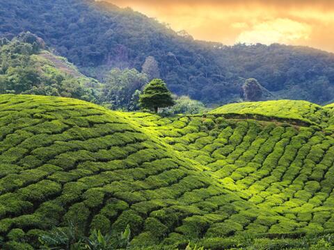 Rolling green tea plantations stretch across hills under a bright sky