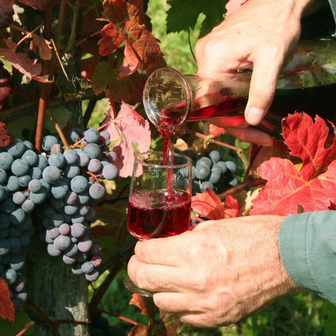 Fivenight foodie trip to Slovenia with trufflehunting