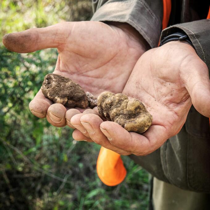 Fivenight foodie trip to Slovenia with trufflehunting